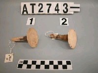 藏品(男子蕈狀貝板耳飾)的圖片